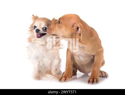 Welpen amerikanischer Pitbull Terrier und Chihuahuain vor weißem Hintergrund Stockfoto