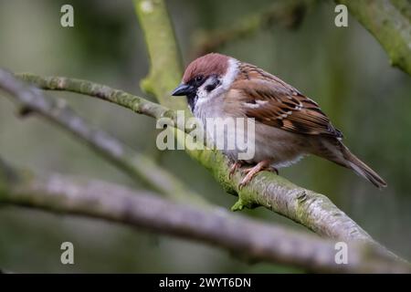 Tree Sparrow (Passer montanus), RSPB Loch Leven, Perthshire, Schottland, Großbritannien. Stockfoto