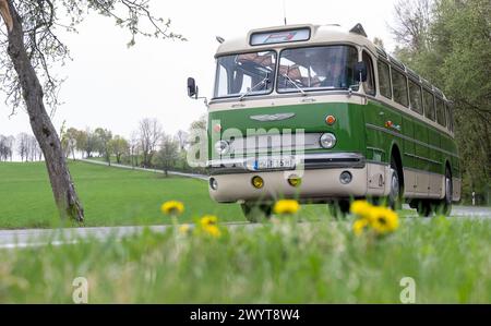 Zschopau, Deutschland. April 2024. Ein historischer Ikarus 55,51 Bus von 1962 ist unterwegs. An vier Tagen in den kommenden Monaten können Interessenten die vier sächsischen Motorradmuseen im Oldtimerbus besuchen. Quelle: Hendrik Schmidt/dpa/Alamy Live News Stockfoto