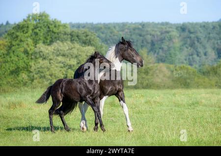 Zwei verspielte Pferde, Barockpferd, Barock Pinto, ein niedliches 3 Monate altes Fohlen, Barock Black, spielt mit seiner 2 Jahre alten Schwester, Deutschland Stockfoto