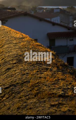 Moossprossen an einer Steinmauer bei Sonnenuntergang in ländlicher Gegend vertikal Stockfoto
