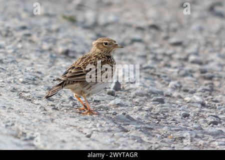 Ein Lerchenvogel (Alauda arvensis) am Boden, England, Großbritannien Stockfoto