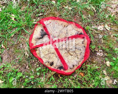 Rote Farbmarkierungen auf neu geschnittenem Baumstamm, die Fußgänger warnen - Frankreich. Stockfoto