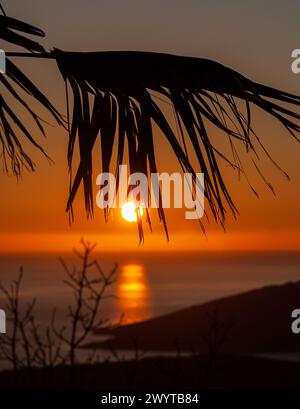 Sommer Sonnenuntergang in Montenegro über Insel und Meer durch Palmblätter. Heißer Sommerabend. Vertikal. Stockfoto