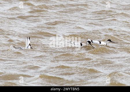 Avocets (Recurvirostra avosetta), drei Vögel im Wasser, Kent, England, Großbritannien Stockfoto