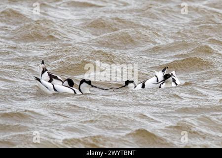 Avocets (Recurvirostra avosetta), zwei Paare der Watvögel im Wasser, Kent, England, Großbritannien Stockfoto