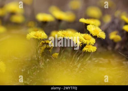 Coltsfoot Blume im Frühlingswald, selektiver Fokus auf Mutter und Stiefmutter erste Blüten. Blühende Tussilago farfara im april Stockfoto