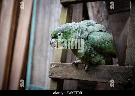 Papagei, Cotundo, Provinz Napo, Amazonien, Ecuador Stockfoto