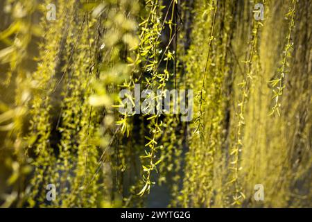 Nahaufnahme von sonnendurchfluteten gelb-grünen, verschwommenen Trauerweidenzweigen im Frühling. Stockfoto