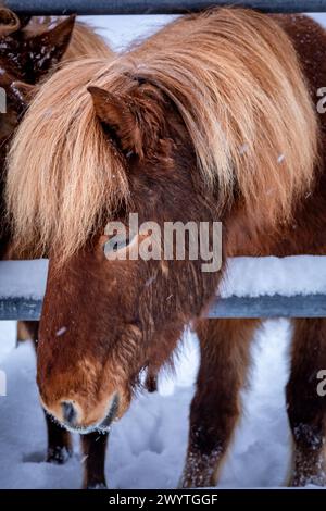Porträt eines braunen isländischen Pferdes im Winter. Stockfoto