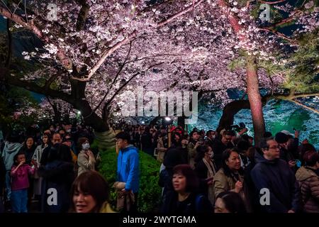 TOKIO, JAPAN - 06. APRIL 2024: Menschenmassen unter der Kirschblüte blühen in der Nacht nea Tokios Kaiserpalast Stockfoto