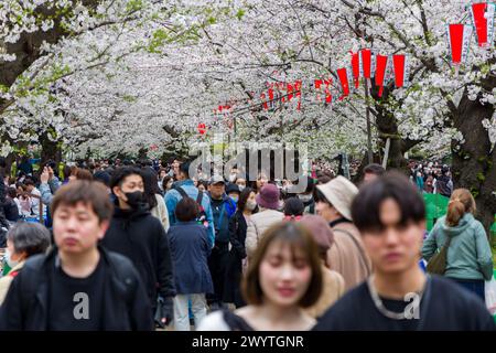 TOKIO, JAPAN - 06. APRIL 2024: Riesige Menschenmassen feiern die Kirschblüte (Hanami) im Ueno Park in Tokio. Stockfoto