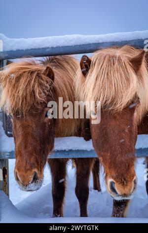 Porträt zweier brauner islandpferde im Winter im Freien. Stockfoto