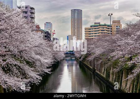 TOKIO, JAPAN - 06. APRIL 2024: Menschenmassen feiern Hanami (Kirschblüte) entlang des Meguro-Flusses in Tokio. Stockfoto