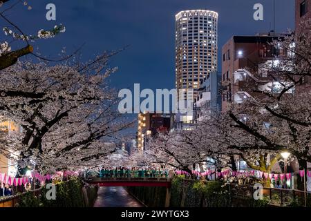TOKIO, JAPAN - 06. APRIL 2024: Menschenmassen feiern Hanami (Kirschblüte) entlang des Meguro-Flusses in Tokio. Stockfoto