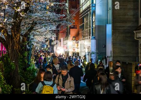 TOKIO, JAPAN - 06. APRIL 2024: Menschenmassen feiern Hanami (Kirschblüte) entlang des Meguro-Flusses in Tokio. Stockfoto