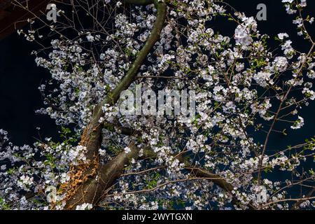TOKIO, JAPAN - 06. APRIL 2024: Menschenmassen feiern Hanami (Kirschblüte) entlang des Meguro-Flusses in Tokio. Stockfoto