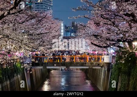 TOKIO, JAPAN - 06. APRIL 2024: Menschenmassen feiern Hanami (Kirschblüte) entlang des Meguro-Flusses in Tokio. Stockfoto