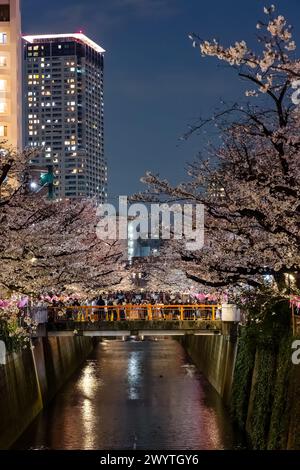 TOKIO, JAPAN - 06. APRIL 2024: Menschenmassen feiern Hanami (Kirschblüte) entlang des Meguro-Flusses in Tokio. Stockfoto