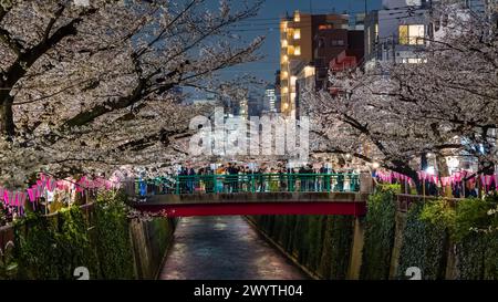 TOKIO, JAPAN - 06. APRIL 2024: Menschenmassen feiern Hanami (Kirschblüte) entlang des Meguro-Flusses in Tokio. Stockfoto