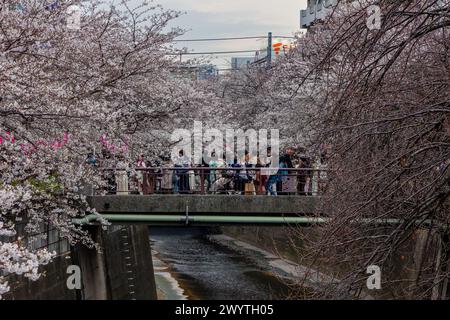 TOKIO, JAPAN - 06. APRIL 2024: Menschenmassen feiern Hanami (Kirschblüte) entlang des Meguro-Flusses in Tokio. Stockfoto