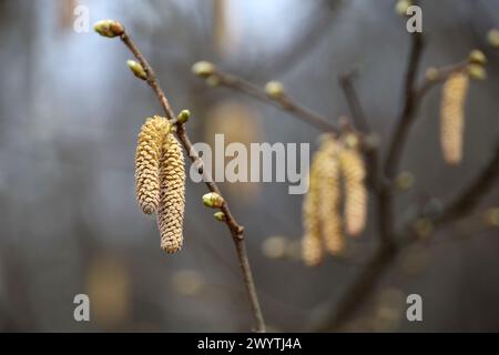 Hazel Catkins auf einem Baumzweig. Wald im Frühjahr, allergene Pflanzen Stockfoto