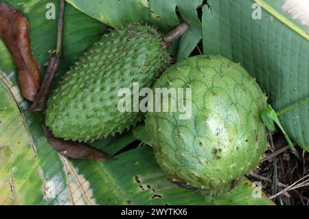 Essbare Früchte und Heilpflanzen. [Links] Soursop, Annona muricata, Annonaceae. [Rechts] Mountain Soursop, Annona montana, Annonaceae. Costa Rica. Stockfoto