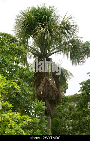 Moriche Palm, Mauritia flexuosa, Arecacea. Costa Rica, Mittelamerika. Auch bekannt als die Moriche Palm, ité Palm, ita, buriti, Muriti, Canangucho oder Aguaje. Stockfoto