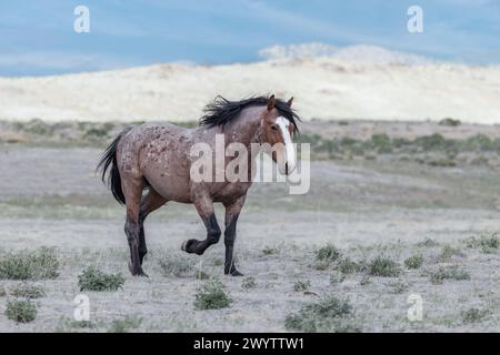 Die Wildpferdeherde des Onaqui Mountain hat eine leichte bis mittelschwere Struktur und ist in Farben wie Sauerampfer, roan, Buchleder, Schwarz, Palomino, und grau. Stockfoto
