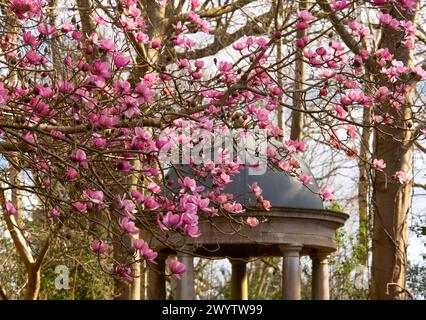 Magnolia campbellii vor dem dorischen Tempel auf dem Battleston Hill am RHS Wisley Garden. Stockfoto