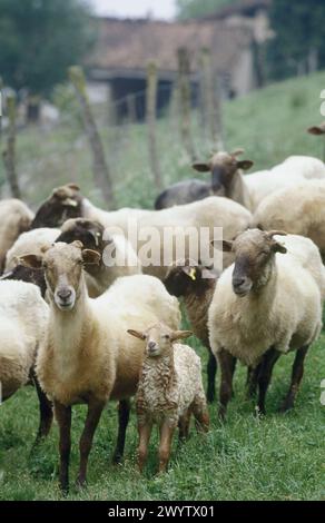 Latza-Schaf. Legazpi. Gipuzkoa. Spanien. Stockfoto