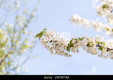 Zweige weißer Kirschblüten mit frischen grünen Blättern. Frühling Hintergrund Stockfoto
