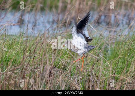 Rotschenkelvögel (Tringa totanus), männliche Rotschenkelvögel, die weiblichen Vögeln in Marschen zeigen, Balzverhalten während der Frühjahrsbrütsaison Stockfoto