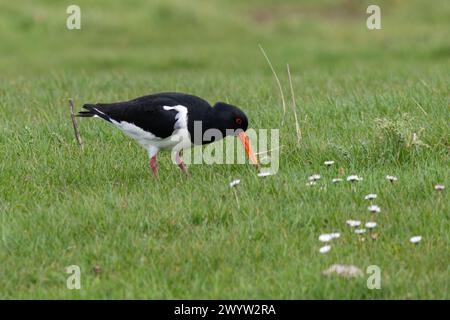 Austernfangvogel (Haematopus ostralegus) in Gras- oder Feuchtgebieten im Frühjahr, Kent, England, Vereinigtes Königreich Stockfoto