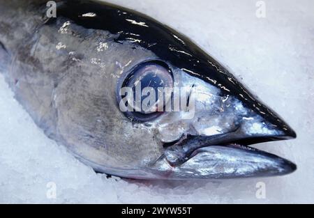 Thunfisch auf dem Fischmarkt. Getaria. Guipuzcoa. Baskenland. Spanien. Stockfoto