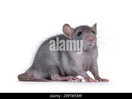 Süße blaue junge Ratte, seitlich stehend. Blick neben die Kamera. Isoliert auf weißem Hintergrund. Stockfoto