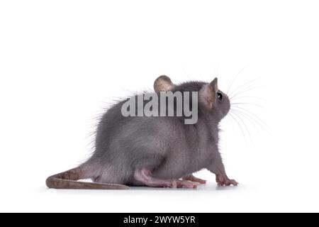 Süße blaue junge Ratte, seitlich stehend. Rückblick von der Kamera weg. Isoliert auf weißem Hintergrund. Stockfoto