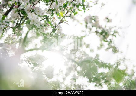 Alles wacht auf und der Frühling beginnt. Wunderschöne Frühlingslandschaft Stockfoto