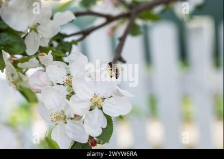 Die ersten Bienen bestäuben voll blühende Apfelbaumblüten. Alles wacht auf und der Frühling beginnt. Wunderschöne Frühlingslandschaft Stockfoto