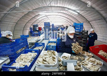Pleurotus ostreatus, Anbau von Austernpilzen, Agrar-Food, Ayecue Fresh, Grupo Riberebro, Autol, La Rioja, Spanien. Stockfoto