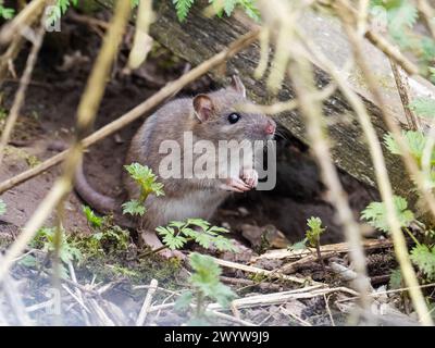 Eine junge braune Ratte, Rattus norvegicus in Heysham Lancashire, Großbritannien. Stockfoto