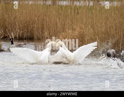 Ein gewalttätiger territorialer Kampf zwischen zwei männlichen stummen Schwänen in Brigsteer Feuchtgebieten im Lyth Valley, Cumbria, Großbritannien. Stockfoto