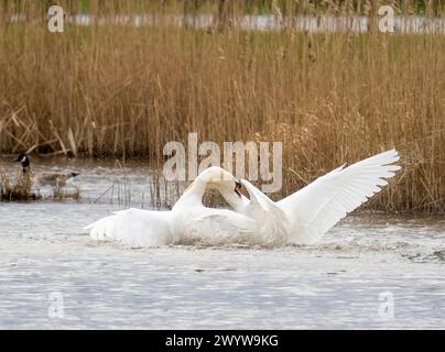 Ein gewalttätiger territorialer Kampf zwischen zwei männlichen stummen Schwänen in Brigsteer Feuchtgebieten im Lyth Valley, Cumbria, Großbritannien. Stockfoto