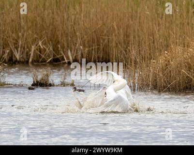 Ein gewalttätiger territorialer Kampf zwischen zwei männlichen stummen Schwänen in Brigsteer Feuchtgebieten im Lyth Valley, Cumbria, Großbritannien. Stockfoto