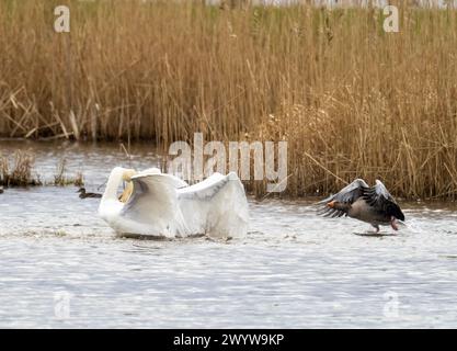 Eine Greylag Goose, die in einen gewalttätigen territorialen Kampf zwischen zwei männlichen Mute Swans in Brigsteer Feuchtgebieten im Lyth Valley, Cumbria, Großbritannien, verwickelt ist. Stockfoto