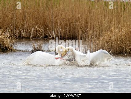 Eine Greylag Goose, die in einen gewalttätigen territorialen Kampf zwischen zwei männlichen Mute Swans in Brigsteer Feuchtgebieten im Lyth Valley, Cumbria, Großbritannien, verwickelt ist. Stockfoto