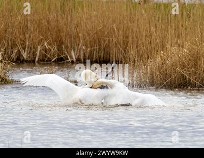 Eine Greylag Goose, die in einen gewalttätigen territorialen Kampf zwischen zwei männlichen Mute Swans in Brigsteer Feuchtgebieten im Lyth Valley, Cumbria, Großbritannien, verwickelt ist. Stockfoto