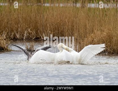 Eine Greylag Goose, die in einen gewalttätigen territorialen Kampf zwischen zwei männlichen Mute Swans in Brigsteer Feuchtgebieten im Lyth Valley, Cumbria, Großbritannien, verwickelt ist. Stockfoto