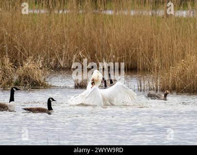 Ein gewalttätiger territorialer Kampf zwischen zwei männlichen stummen Schwänen in Brigsteer Feuchtgebieten im Lyth Valley, Cumbria, Großbritannien. Stockfoto