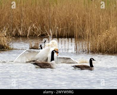 Ein gewalttätiger territorialer Kampf zwischen zwei männlichen stummen Schwänen in Brigsteer Feuchtgebieten im Lyth Valley, Cumbria, Großbritannien. Stockfoto